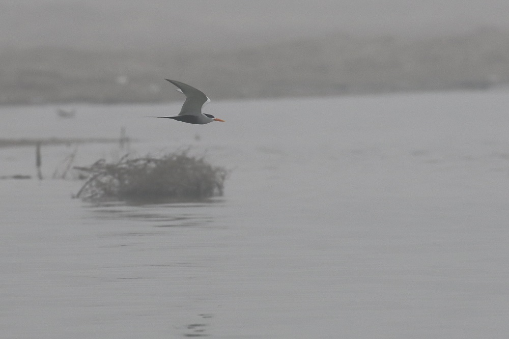 Black-bellied Tern