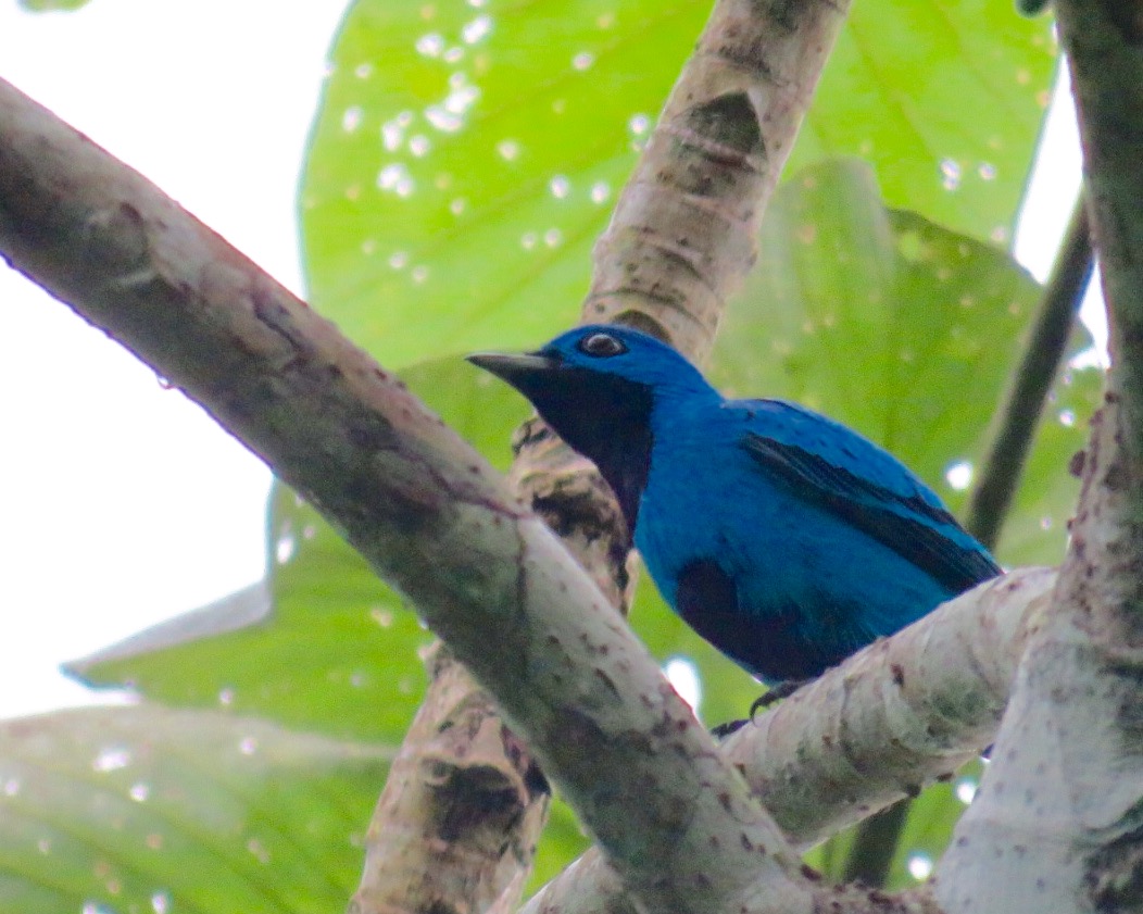 November 3 - 9: Panama - Dutch Birding