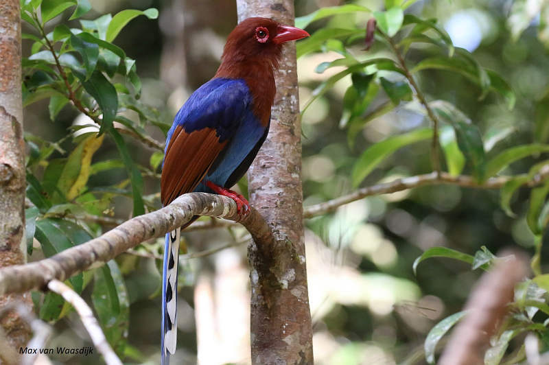 Ceylon Blue Magpie