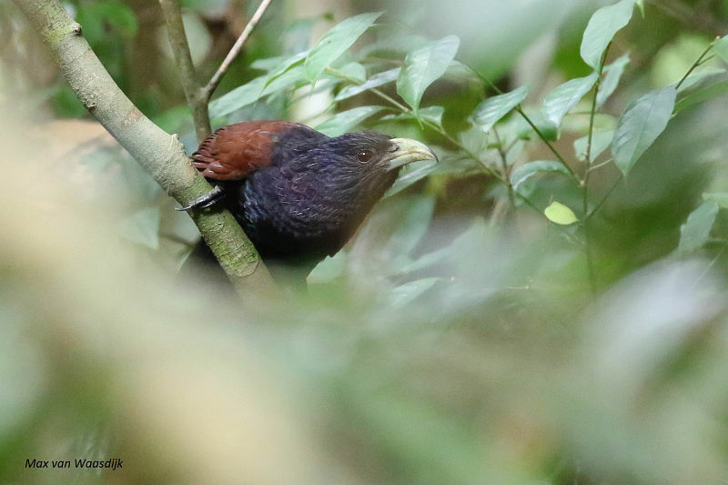 Green-billed Coucal