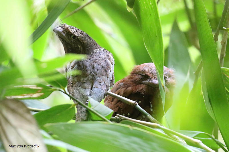 Ceylon Frogmouth