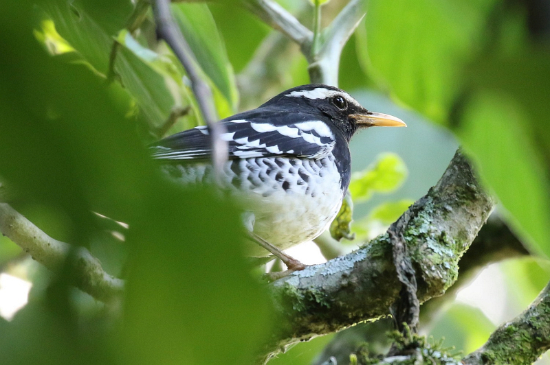 Pied Thrush