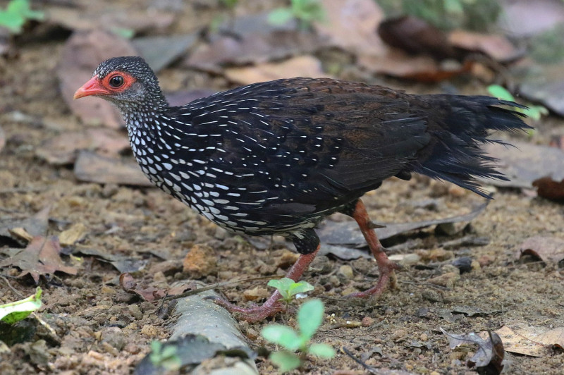 Sri Lanka Spurfowl