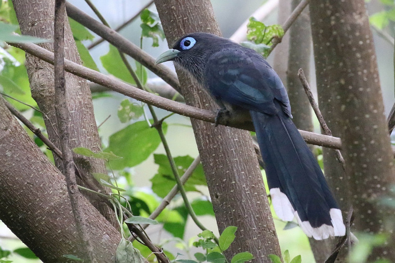 Blue-faced Malkoha