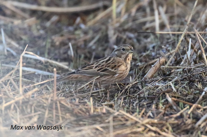 Pine Bunting