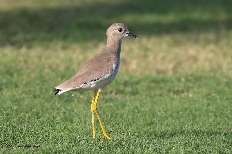 White-tailed Lapwing