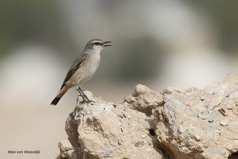 Red-tailed Wheatear