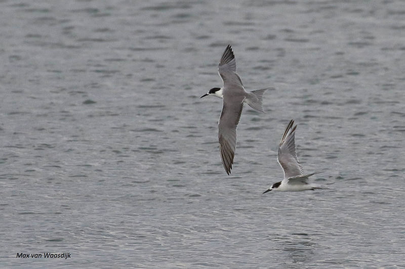 White-cheeked Tern