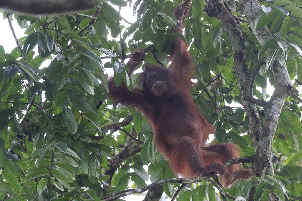 Orang Utan