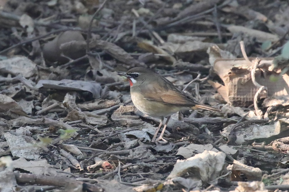 Siberian Rubythroat