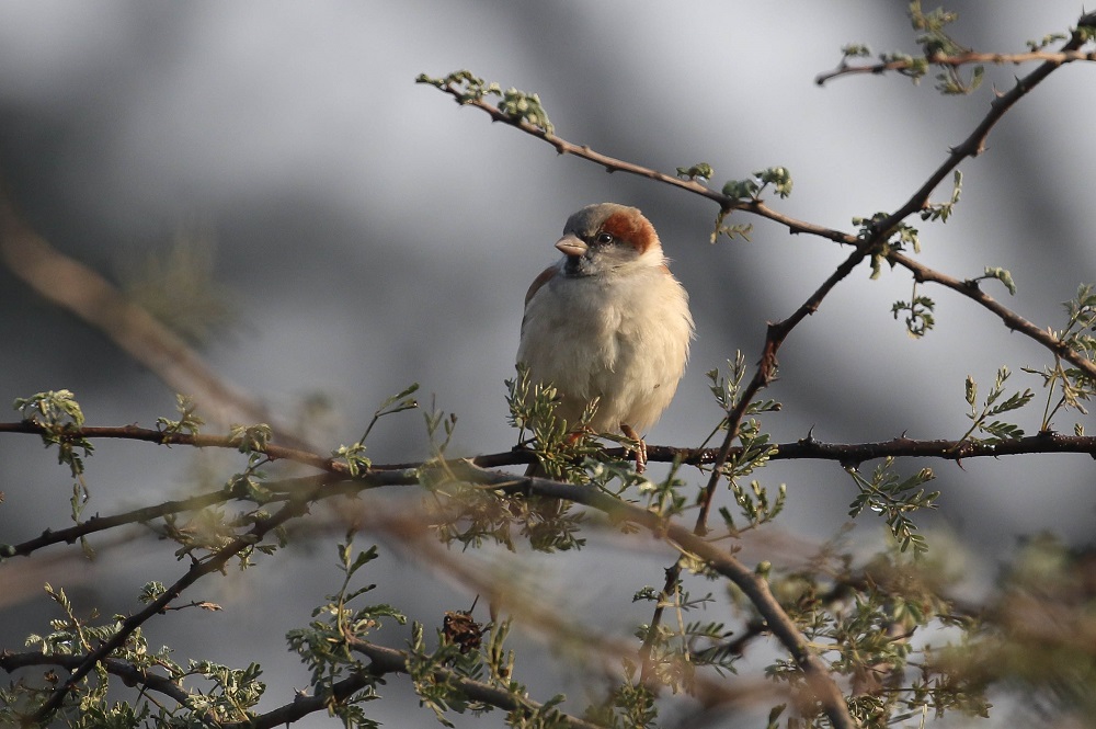 Sind Sparrow