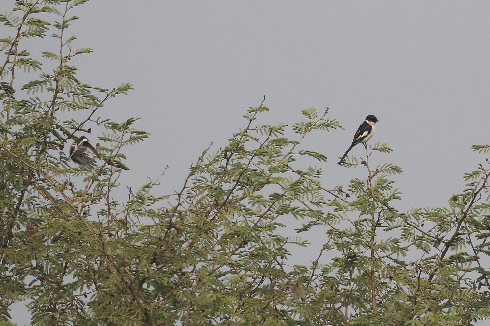 White-bellied Minivet