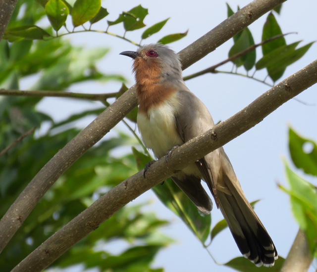 October 16 - 20: Colombia (2) - Dutch Birding