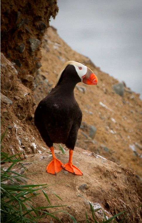 Tufted Puffin, Verkhoturova eiland, M Kelly