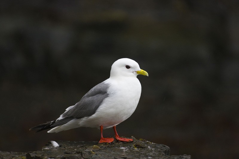 Red-legged Kittiwake