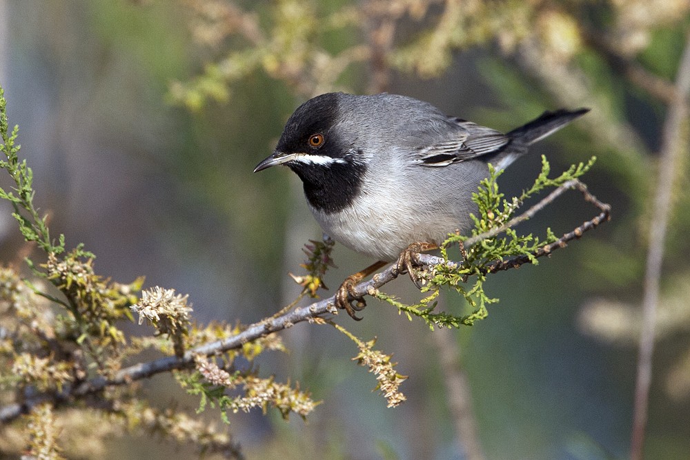 Ruppells Warbler