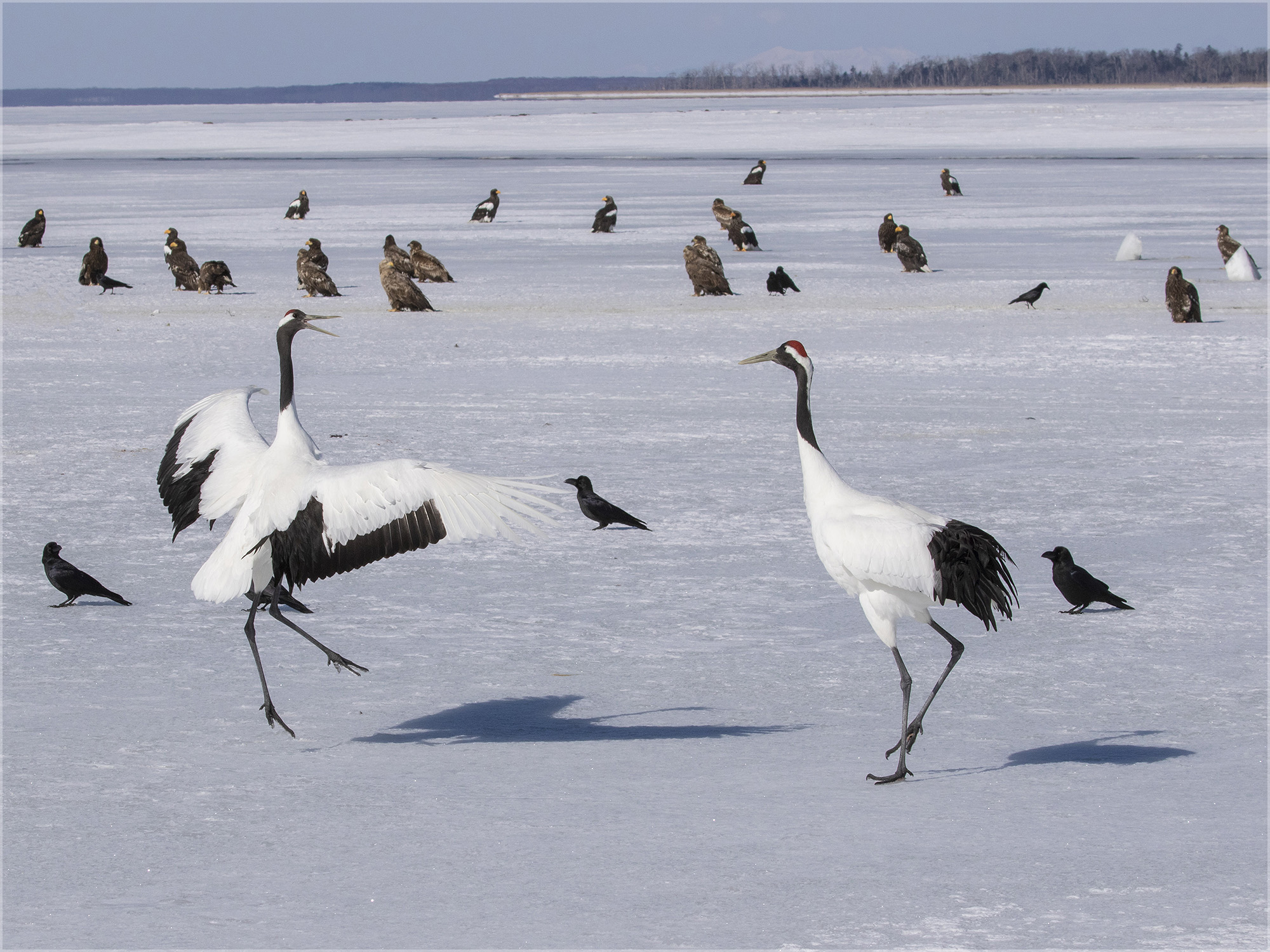 Red crowned Crane Dutch Birding