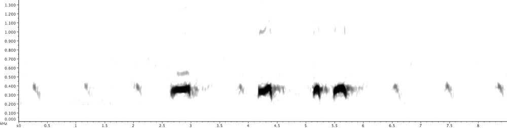 Omani Owl / Omaanse Uil Strix omanensis, four note compound hooting with clear timbre.