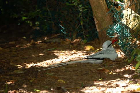 Een Roodsnavelkeerkringvogel Phaeton aethereus Redbilled Tropicbird met wel heel lange staartpennen op het ´nest´. Little Tobago, Tobago, november 2009 (Gijsbert van der Bent)