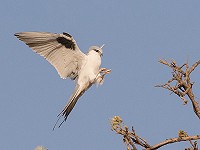 Birding in Senegal 