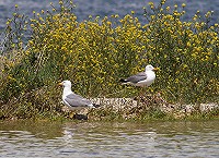 We Need Gulls!