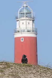 Dutch Birding Vogelweekend – 13 t/m 16 oktober 2017 – 32e editie