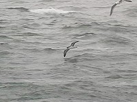 Kuhls Pijlstormvogel langs de Zuid-Hollandse en Zeeuwse kust op 25 oktober 2018