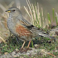 Alpenheggenmus in Meijendel, 5-6 april 2016