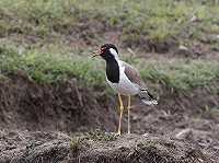 Indische Kievit in Zeeland (en op Vlieland & Ameland)