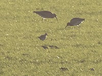 Kleine Regenwulp in de kop van Noord-Holland!