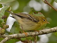 Blackpoll Warbler op Texel!