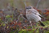 Dutch Birding Najaarsweekend 9-11 oktober 2020