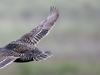 Mystery Bird Competition 2022: results