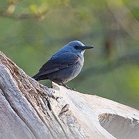 Blauwe Rotslijster op Vlieland