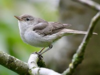 De Wijde Wormerse Grote Vale Spotvogel