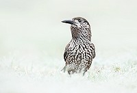 Dutch Birding Jaaroverzicht 2018