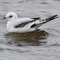 Ross’ Meeuw in de binnenhaven van Vlissingen