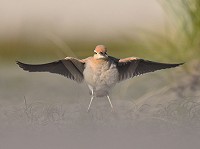 Renvogel in het Noordhollands Duinreservaat