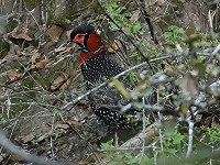 Great Himalayan National Park: Western Tragopan