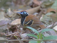 Rondonia en de Bushbird