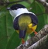 Een vogelreis door Costa Rica: de ideale introductie tot de avifauna van de neotropen - Deel 2