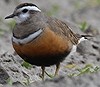 Dutch Birding-voorjaarsweekend op Texel