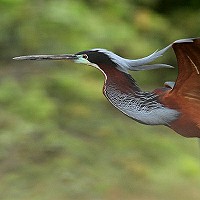 4 years of study of the Agami heron (Agamia agami): Argos tracking, Conservation Plan and a new Working Group