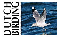 Extra nummer van Dutch Birding (38-1) - Determinatie van het Larus canus complex