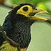 Vogelen en andere ongemakken in Gabon