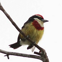 Scarlet-banded Barbet; enigmatische endeem van Noord-Peru