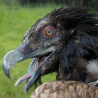 Lammergier Schils 'zurück in die Heimat'