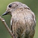 In the rebound - Sulawesi Streaked Flycatcher