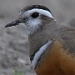 Dutch Birding-voorjaarsweekend 16-19 mei