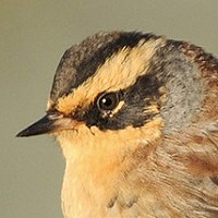 Unprecedented influx of Siberian Accentors in Europe - a monthly summary